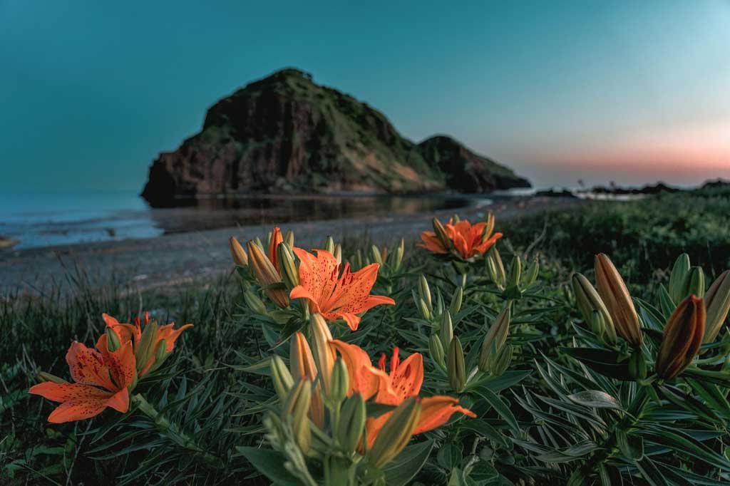 Çok tanınmayan 5 egzotik bitki