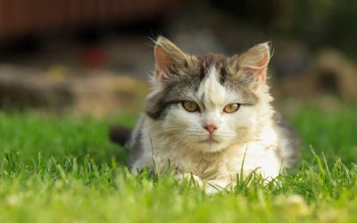 Evde Kedi veya Köpek Beslemenin Psikolojik Faydaları