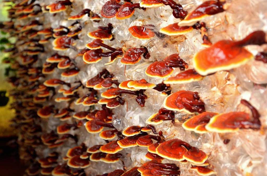 Reishi Mantarı Nedir?